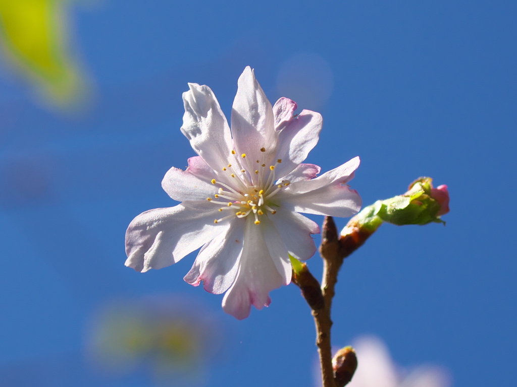 十月桜