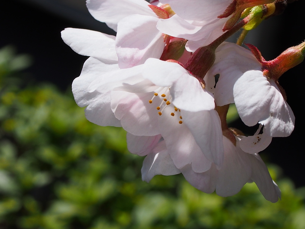 満開の桜たち