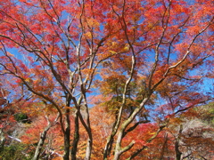 長谷寺の紅葉（’１６）