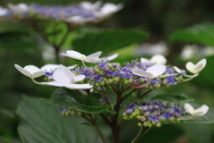 紫陽花　見頃を迎えました