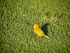 幸せの黄色い。。。