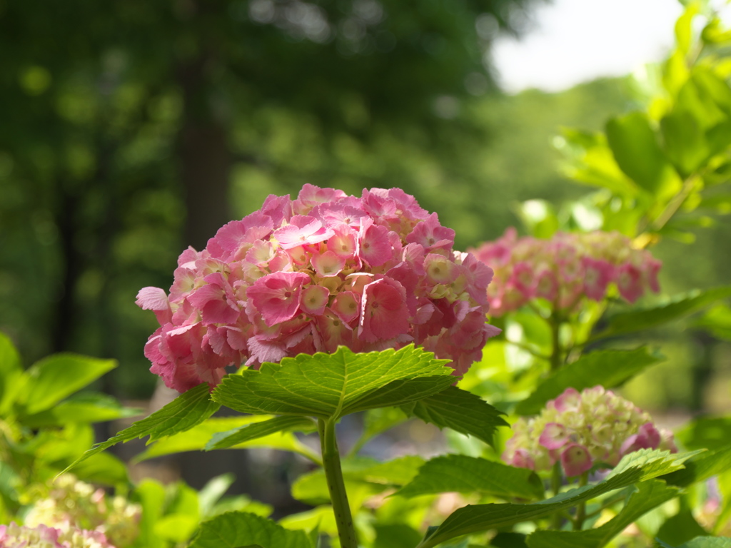 紫陽花が咲き始めました