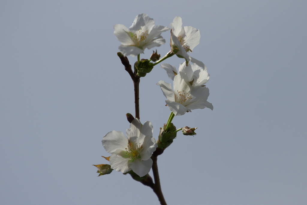 季節はずれの開花