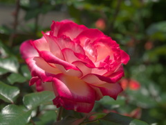 薔薇の季節