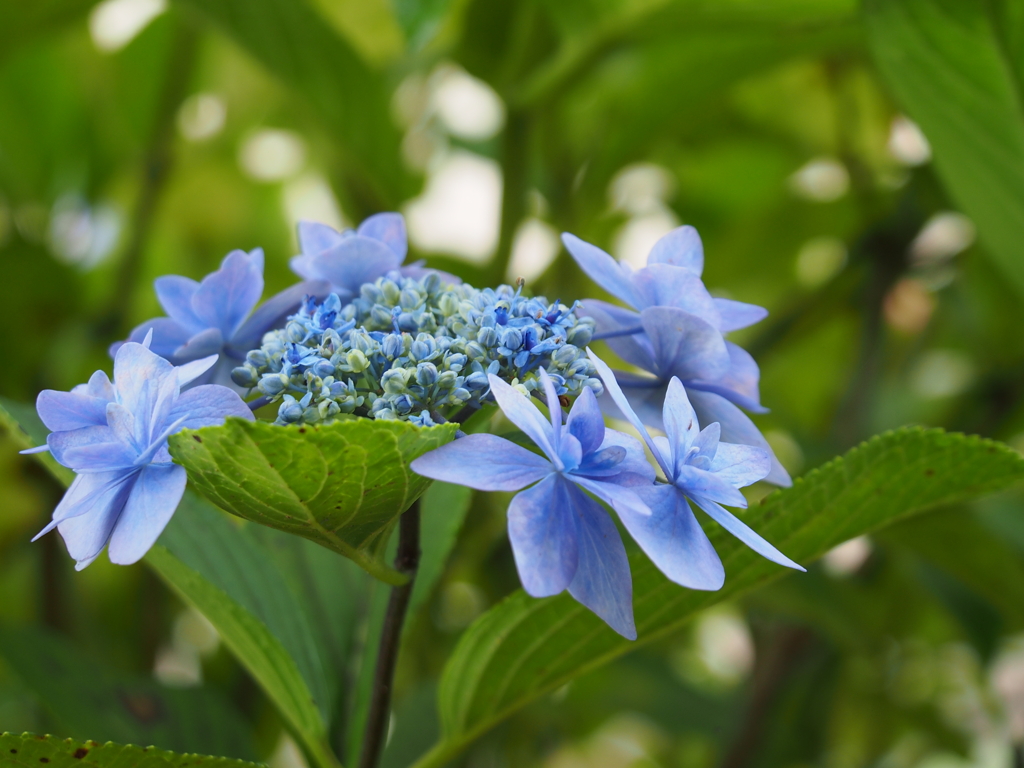 紫陽花