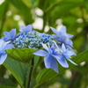 紫陽花