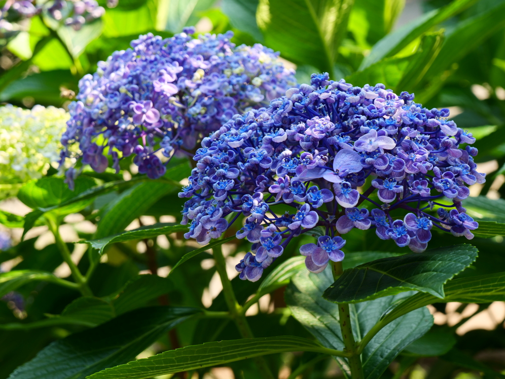 珍しい紫陽花