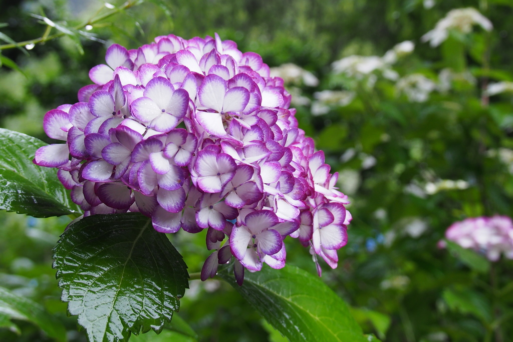 雨と紫陽花