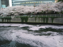 川面一面の桜の花びら