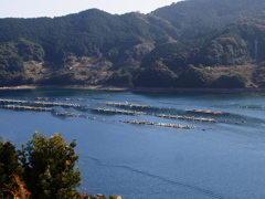 二木島湾　鯛養殖場