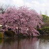 桜を楽しむ