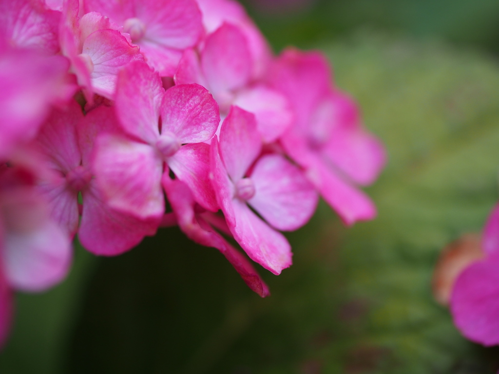 紫陽花