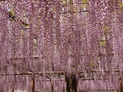 尾張津島藤祭り