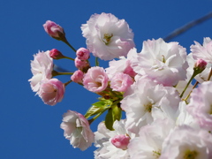 八重桜