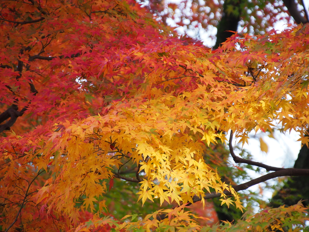 黄色の紅葉