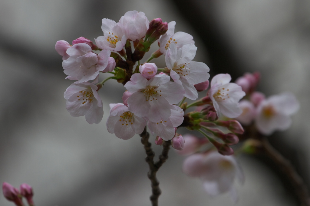 平成最後の桜開花