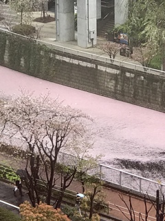桜　花筏