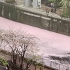 桜　花筏