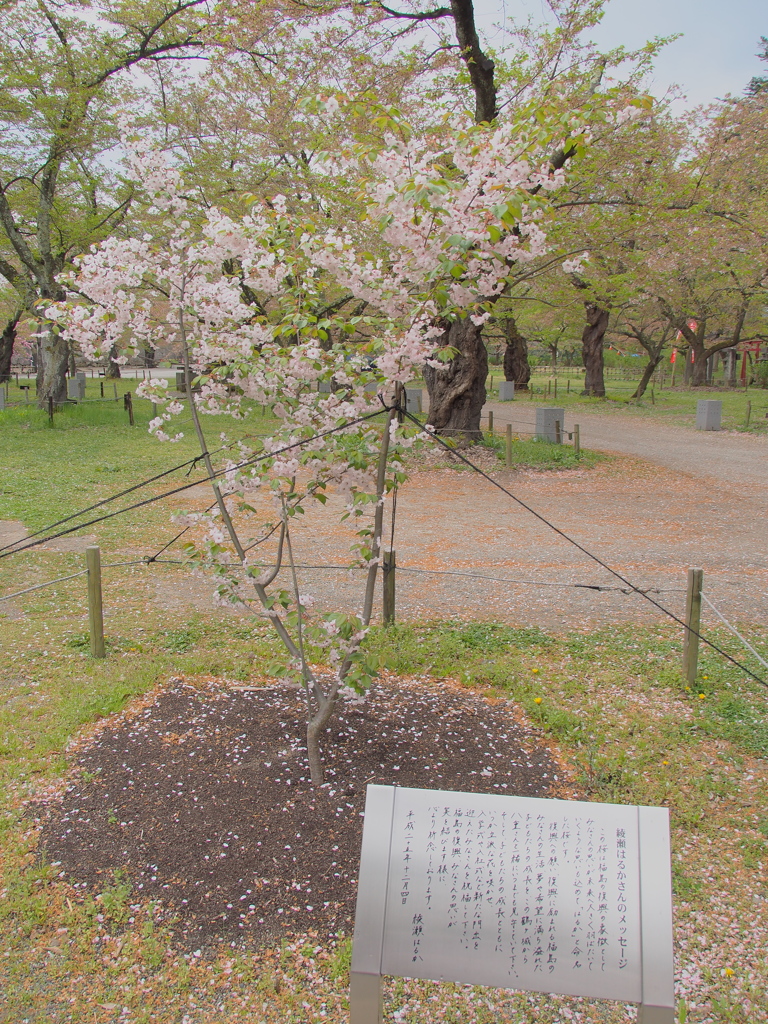 "はるか”