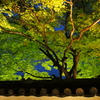 高台寺ライトアップ
