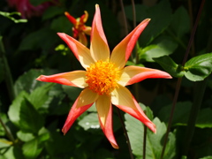 太陽の花