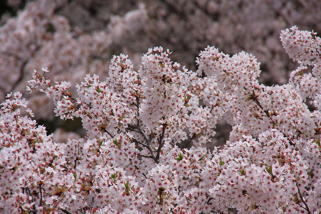 盛岡城跡公園の桜