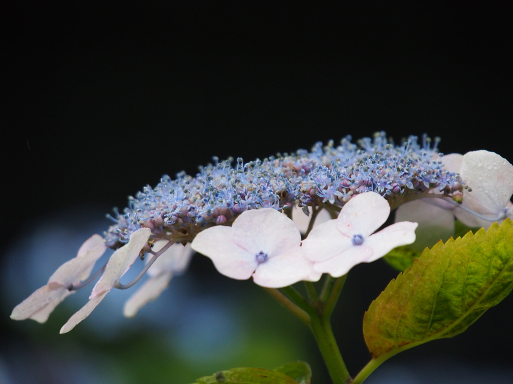 雨と紫陽花