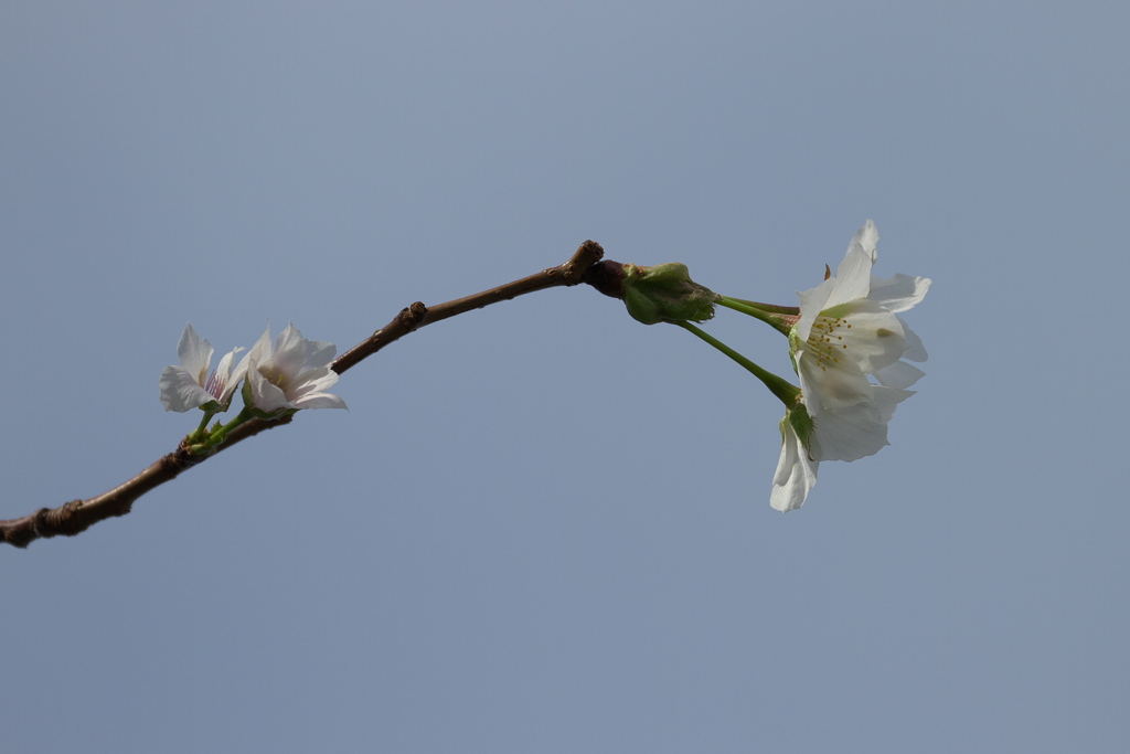 季節はずれの開花