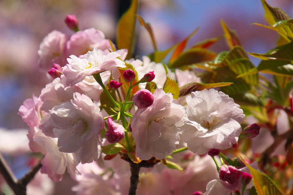 八重桜
