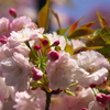 八重桜