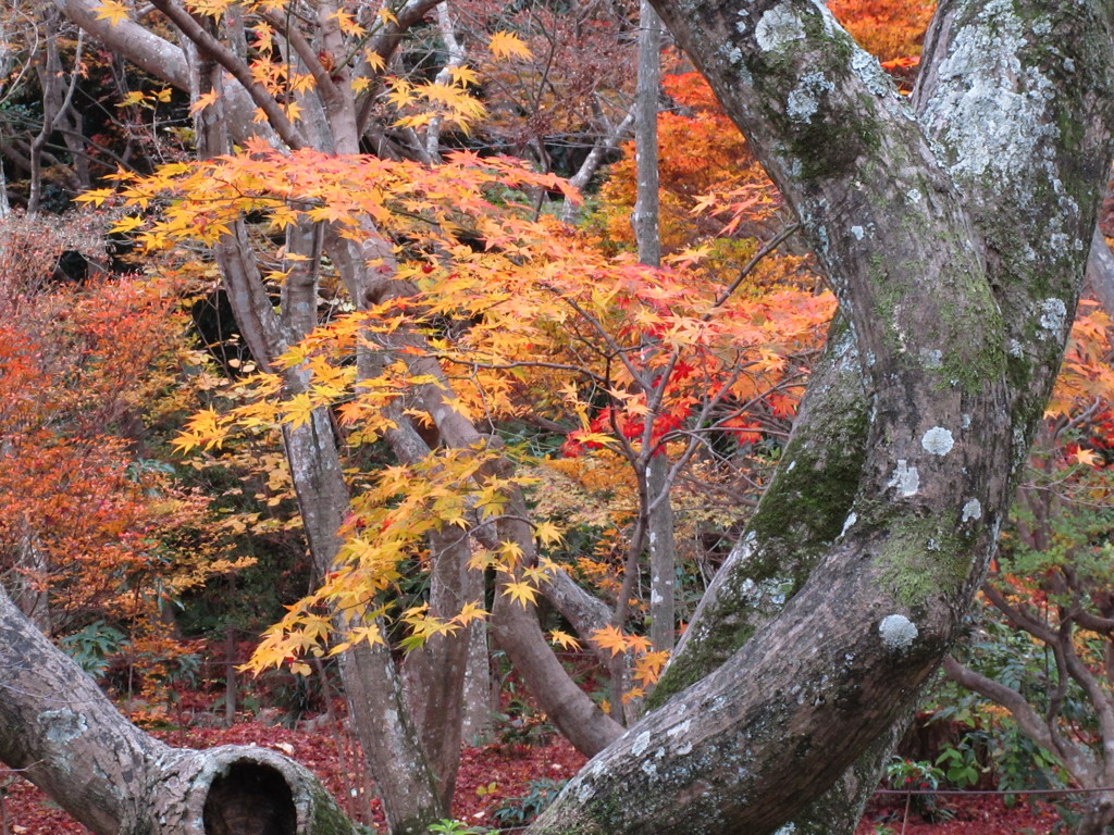 宝筐院　晩秋