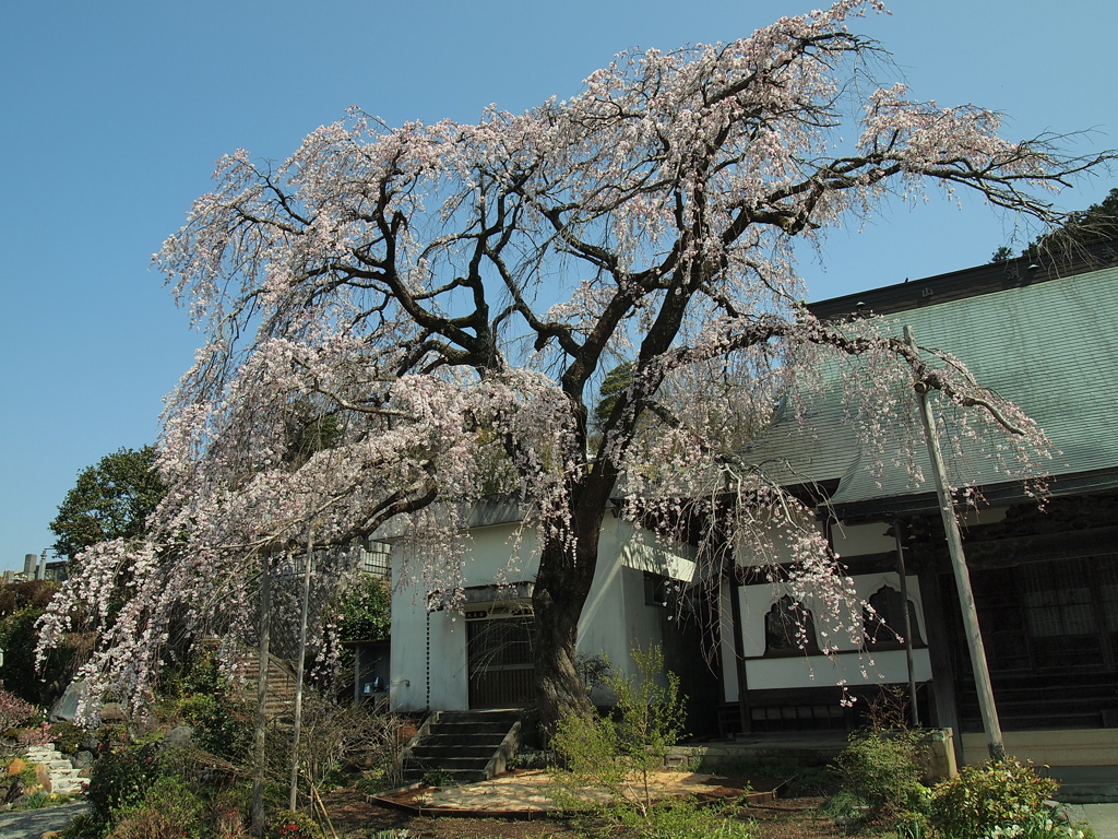 枝垂れ桜