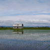 水田の風景（’１５）