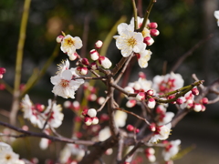 梅　いよいよ開花