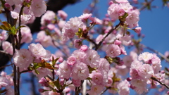 満開　八重桜