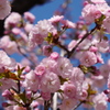 満開　八重桜
