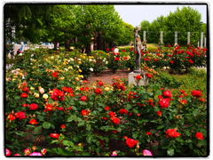 鶴舞公園の薔薇（’１９）