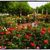 鶴舞公園の薔薇（’１９）