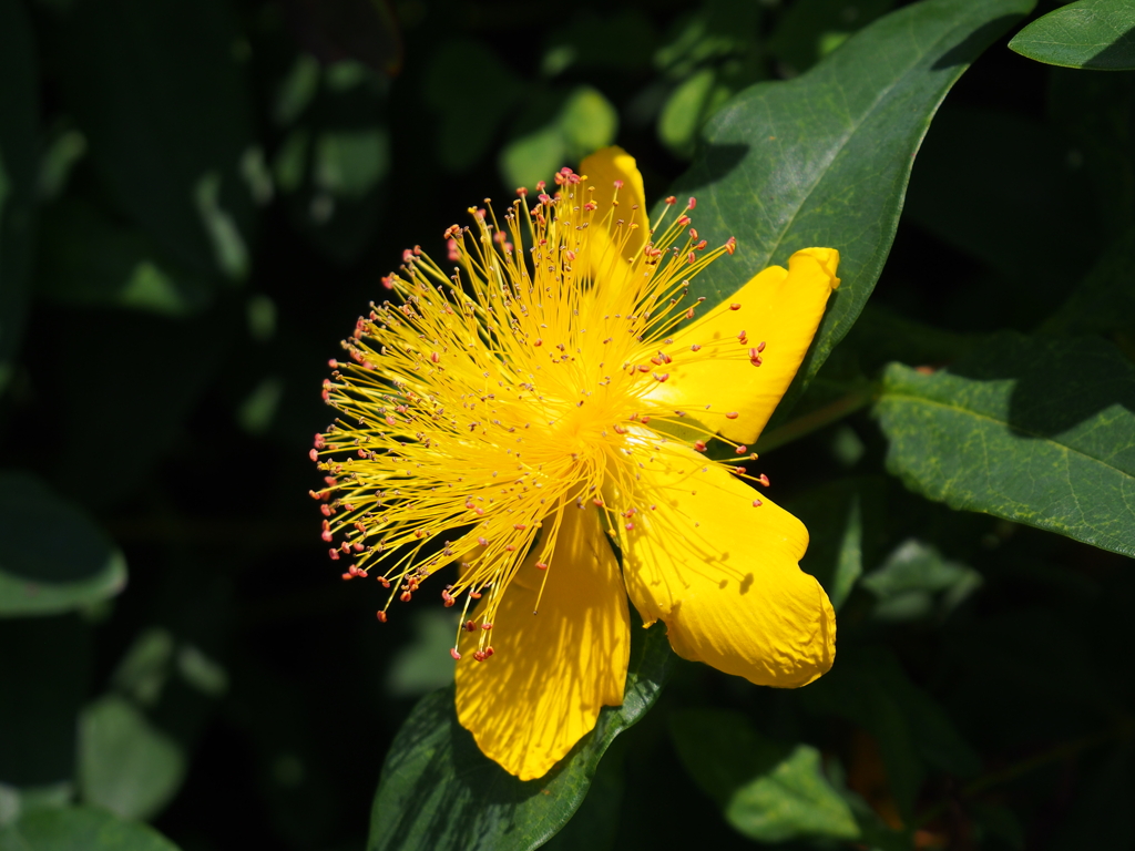 公園散歩