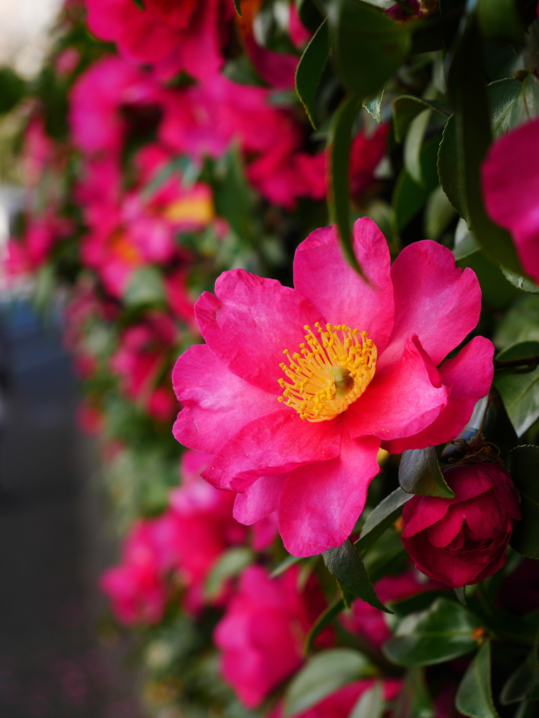 山茶花満開に咲いた道