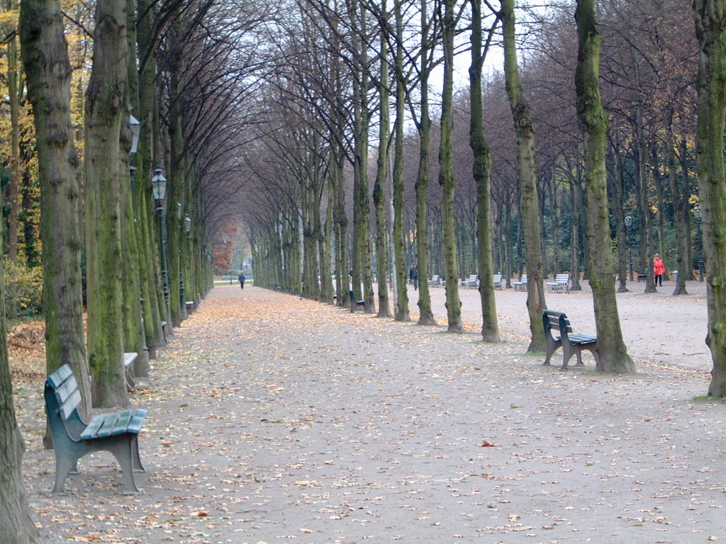 Bare Trees