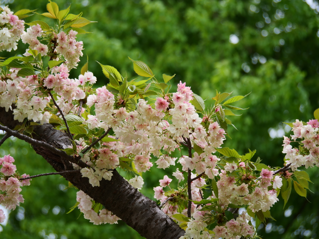 鬱金桜