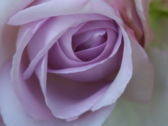 淡い紫の薔薇