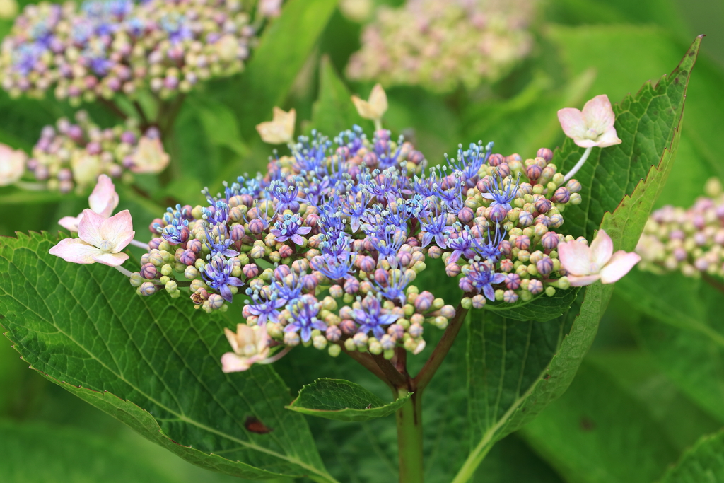 紫陽花が見頃です
