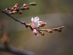 開花'16　③