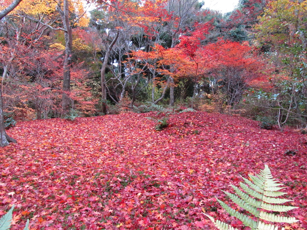 宝筐院　晩秋