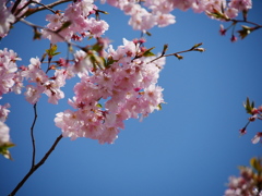 今シーズン最後の桜