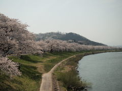 白石川堤一目千本桜