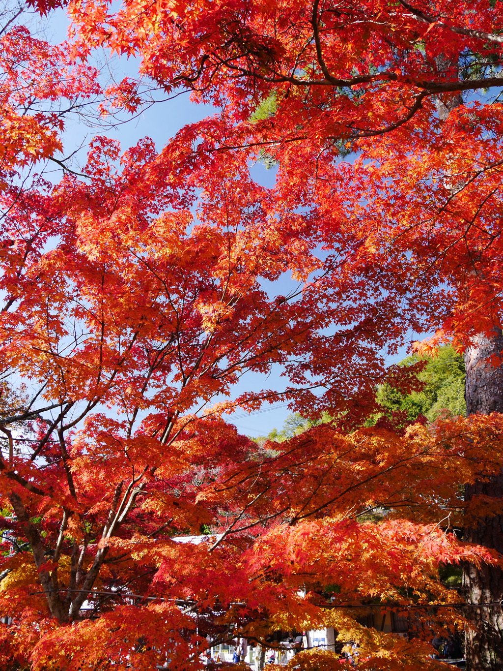 岩屋堂公園の紅葉'16 ⑤