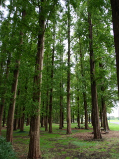 雨上がりの公園